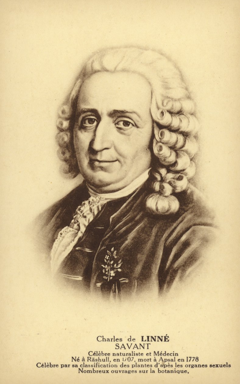 Carl von Linné (1707-1778), svensk botanist och zoolog (litografi) av French School