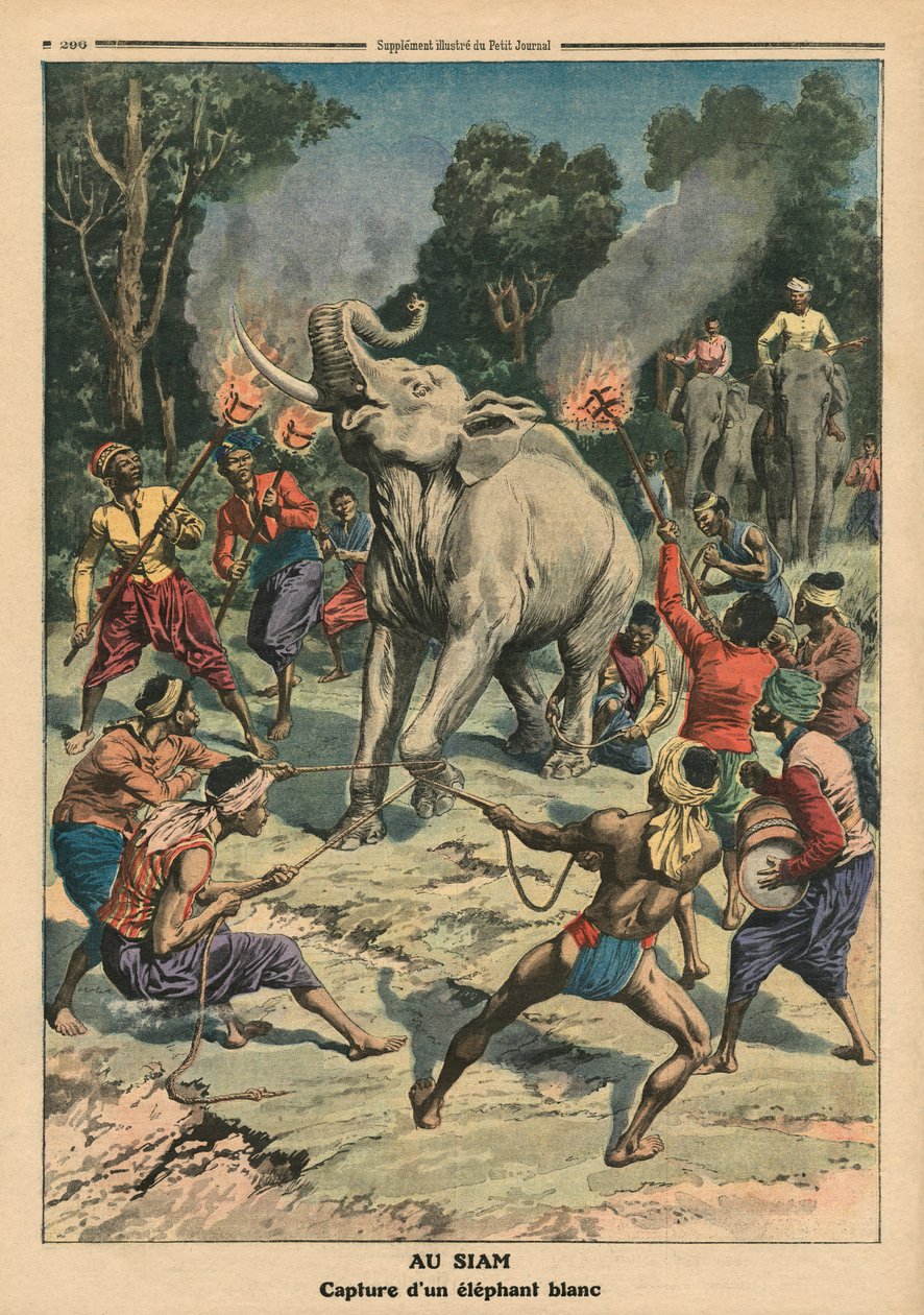 Att fånga en vit elefant i Siam, illustration från "Le Petit Journal", bilaga illustre, 10 september 1911 (färg litho) av French School