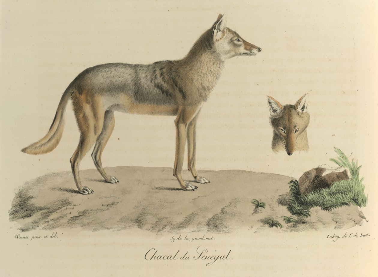 Schakal från Senegal. En schakal från Senegal, från Natural History of Mammals (färg litho) av French School