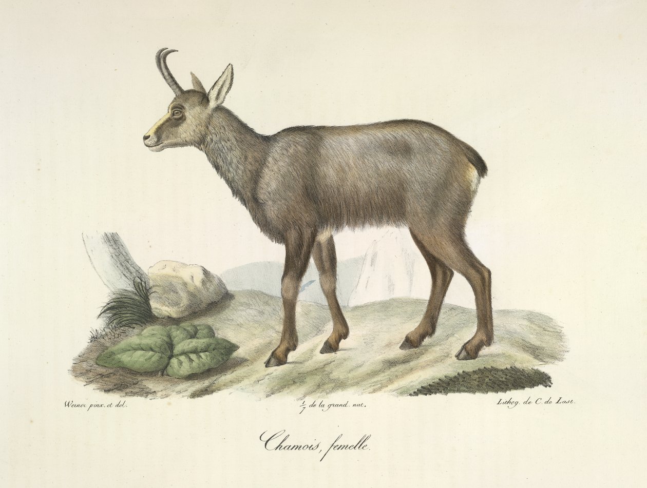 Gems, hona, från Natural History of Mammals (färg litho) av French School
