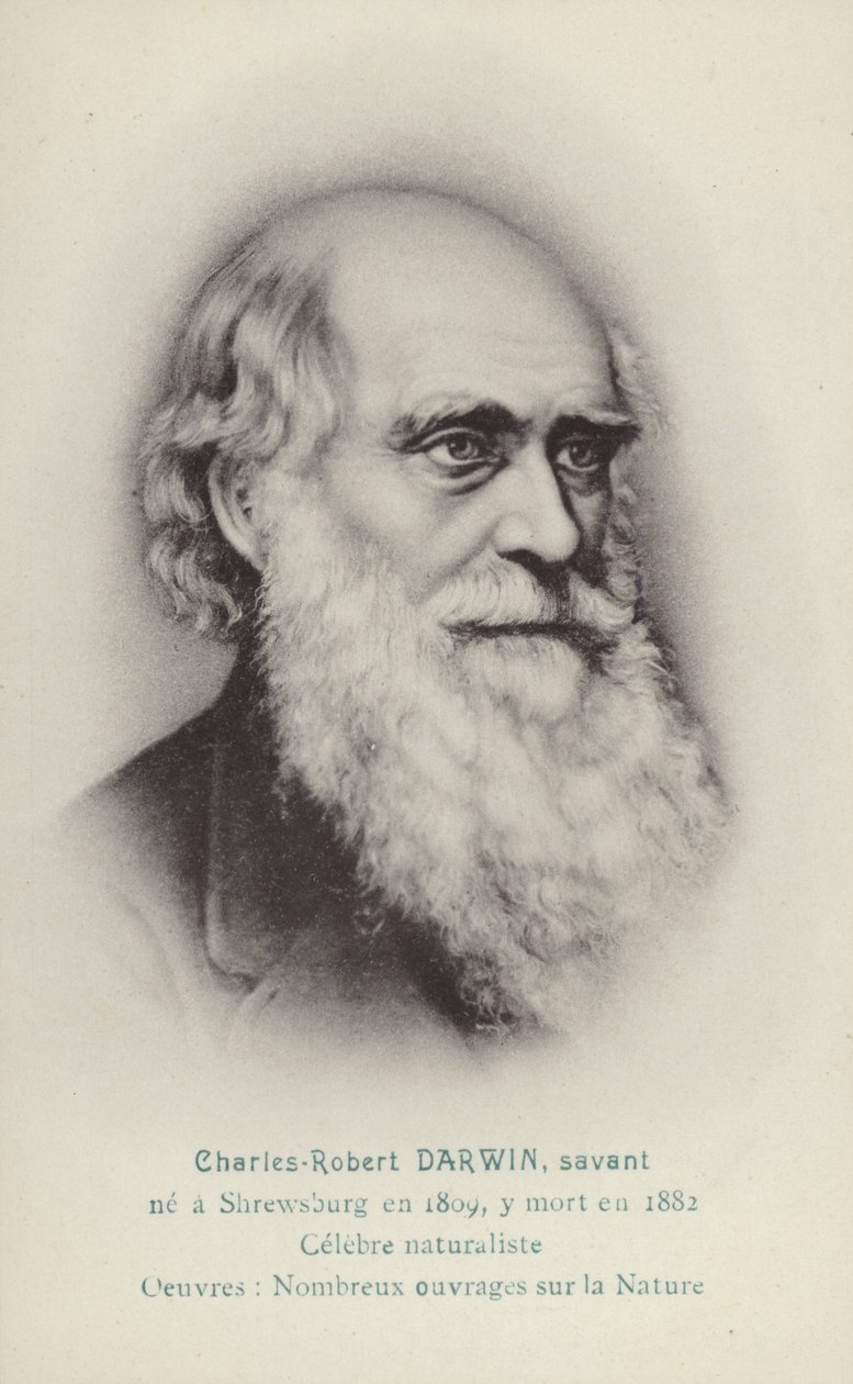 Charles Darwin (1809-1882), engelsk naturforskare (litografi) av French School