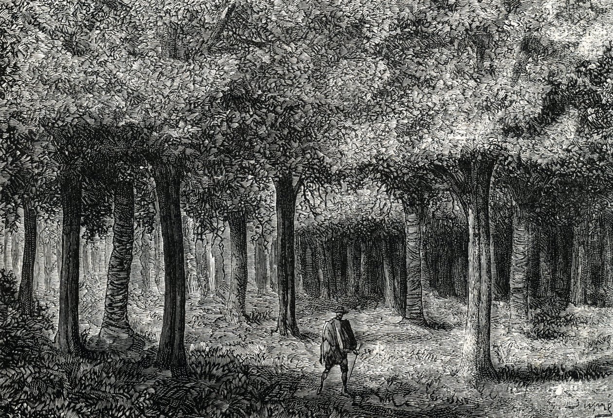 Cinchona tree skog som producerar cinchona bark för behandling av malaria, Peru (gravyr) 1888 av French School