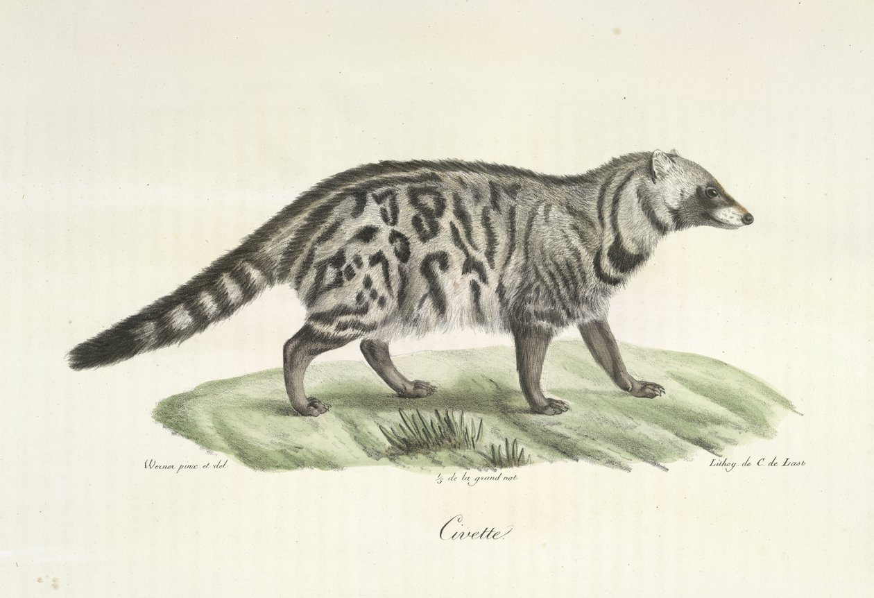 Civet, från Natural History of Mammals (färg litho) av French School