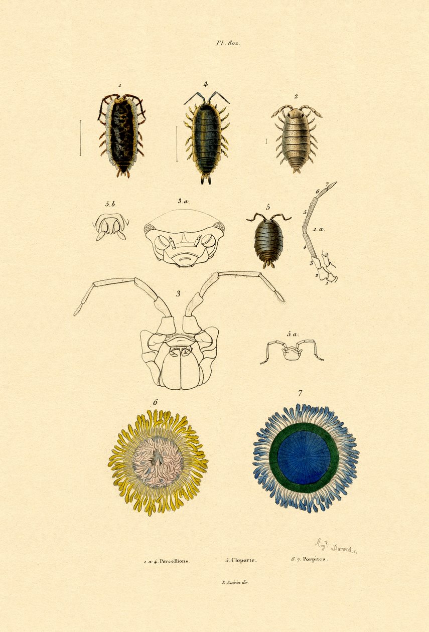 Vanlig Pill Woodluse, 1833-39 av French School