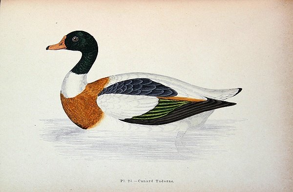Common Shelduck (färggravyr) av French School