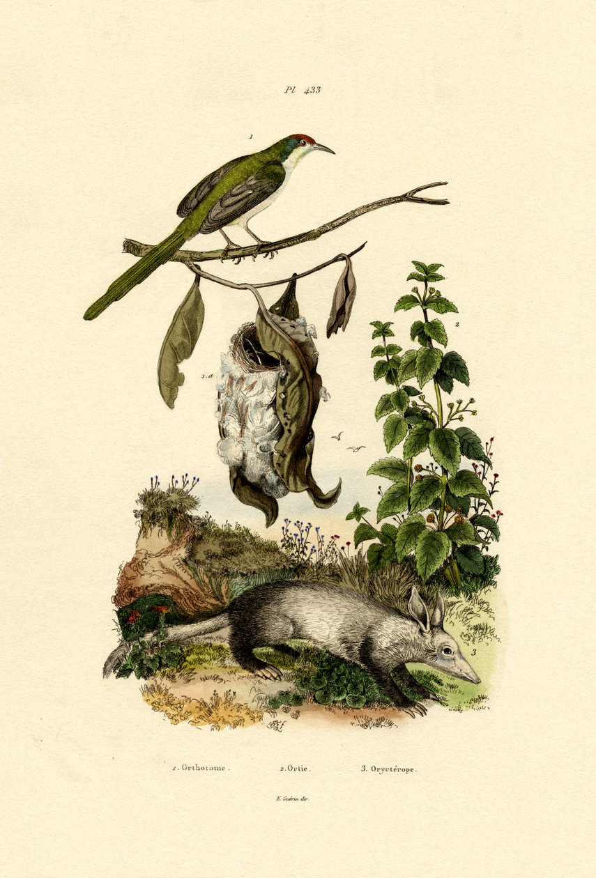 Vanlig skräddarfågel, 1833-39 av French School