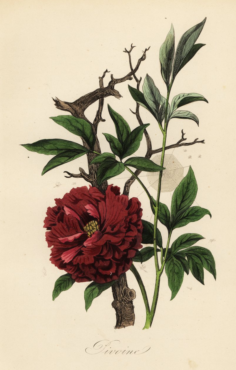 Vanlig pion, Paeonia officinalis, med spindelnät av French School