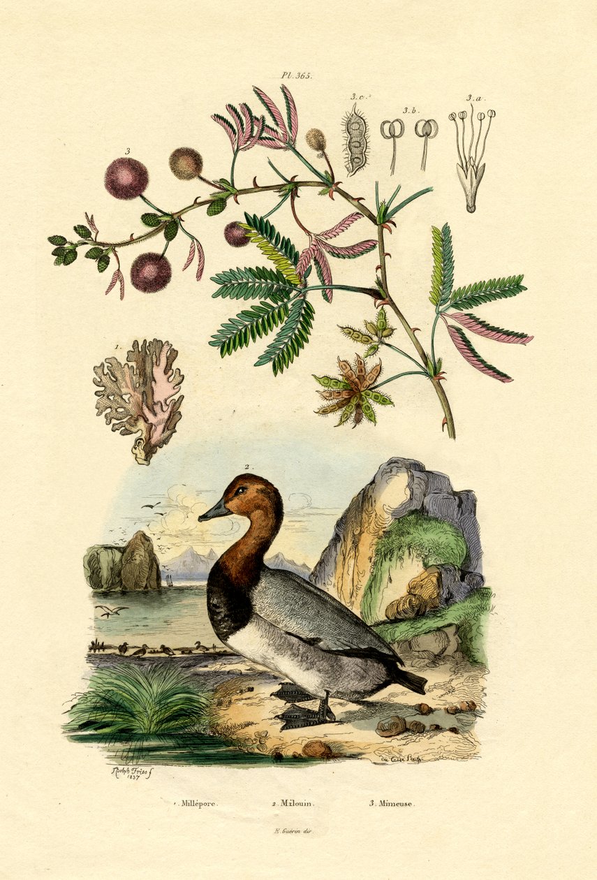 Korall, 1833-39 av French School