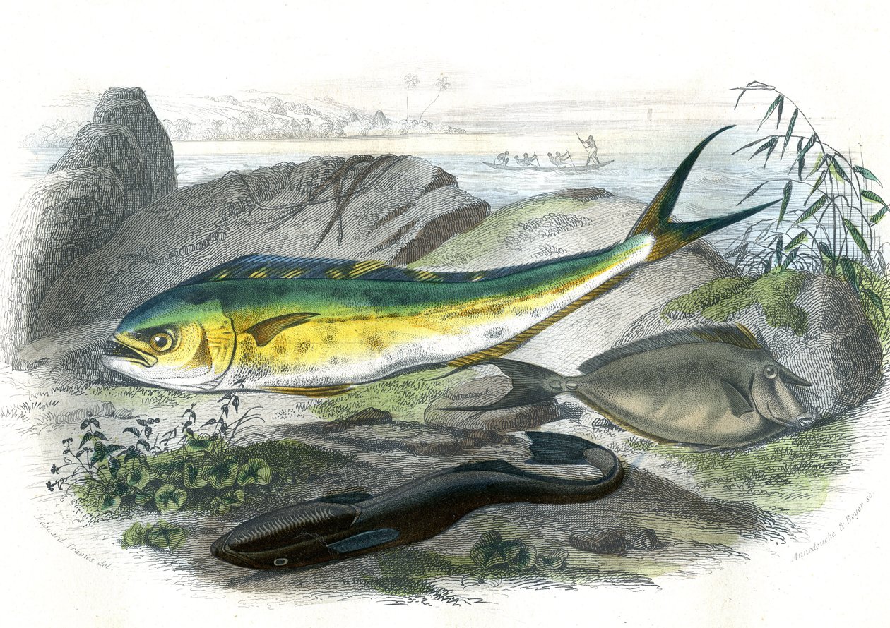 Coryphene Hippurus (coryphene havsruda, kameleonfisk) - En bas: echeneis remora et le nason licornet - Tallrik extraherad från Natural History av Bernard Germain de Lacepede (1856-1925), upplaga P.Furme, Paris av French School