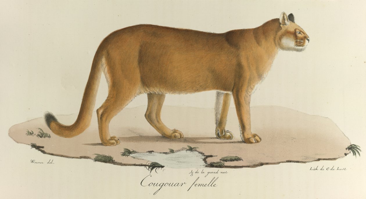 Cougar, En kvinnlig puma, från 