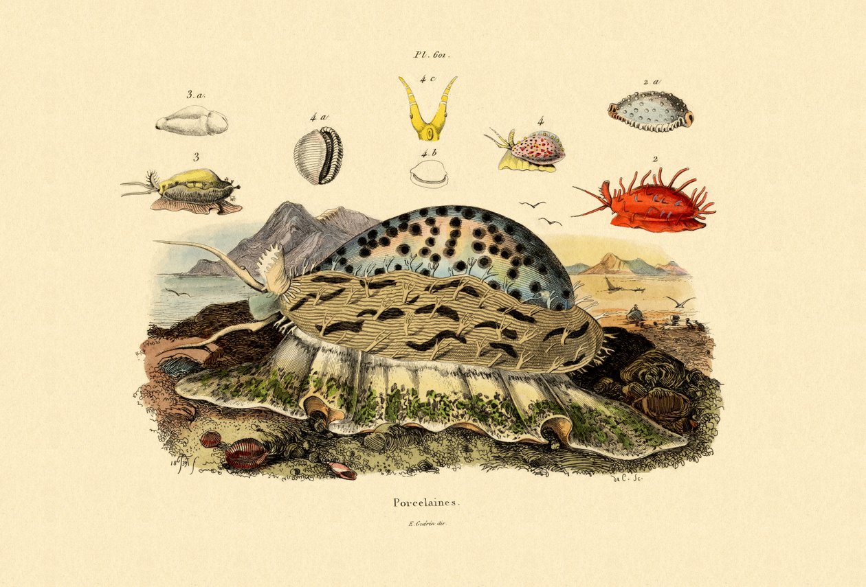 Cowrie Shells, 1833-39 av French School