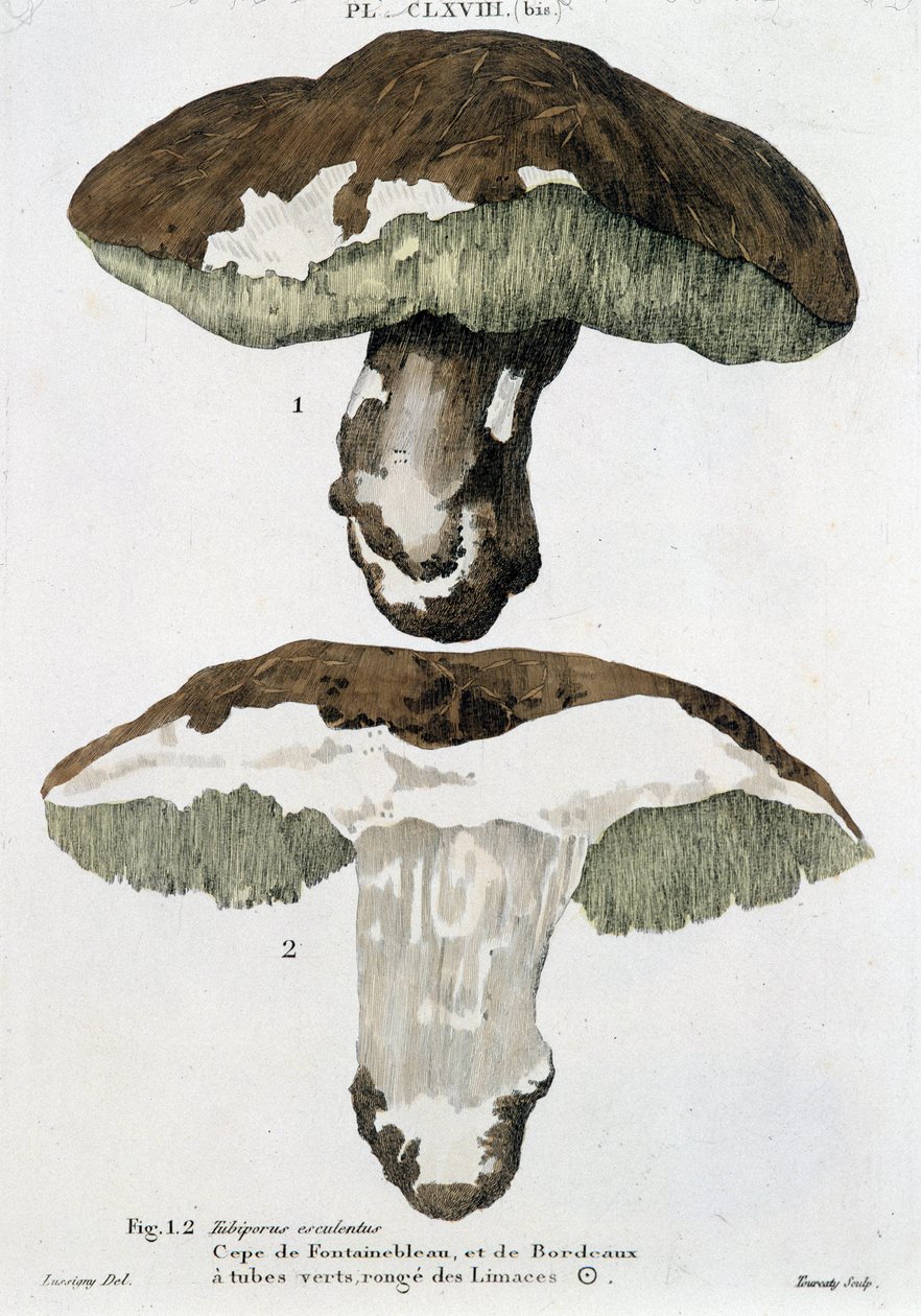 Boletus från Fontainebleau och Bordeaux - i "Treatise of mushrooms"" av Jean Jacques Paulet av French School