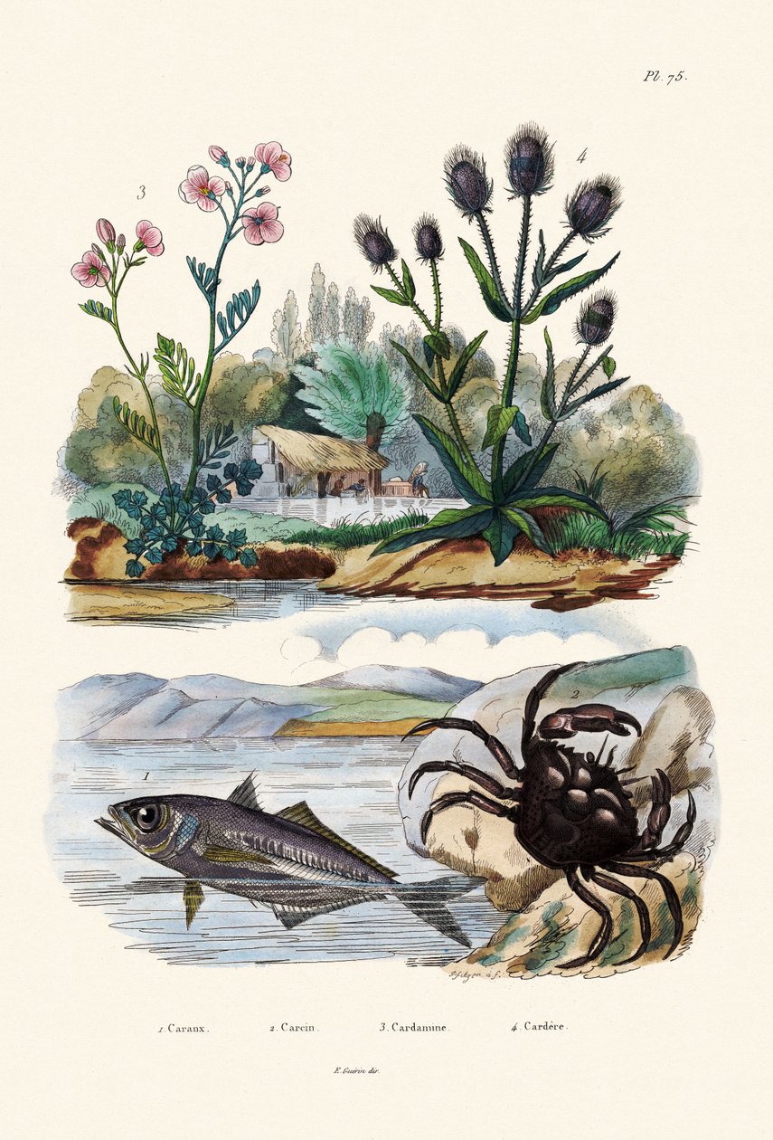 Krabba, 1833-39 av French School