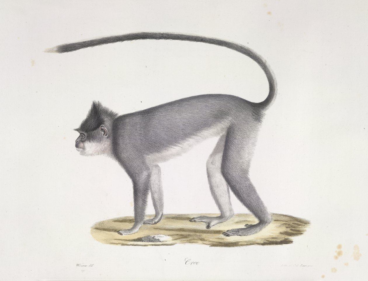Croo. En apa, från Natural History of Mammals (färg litho) av French School