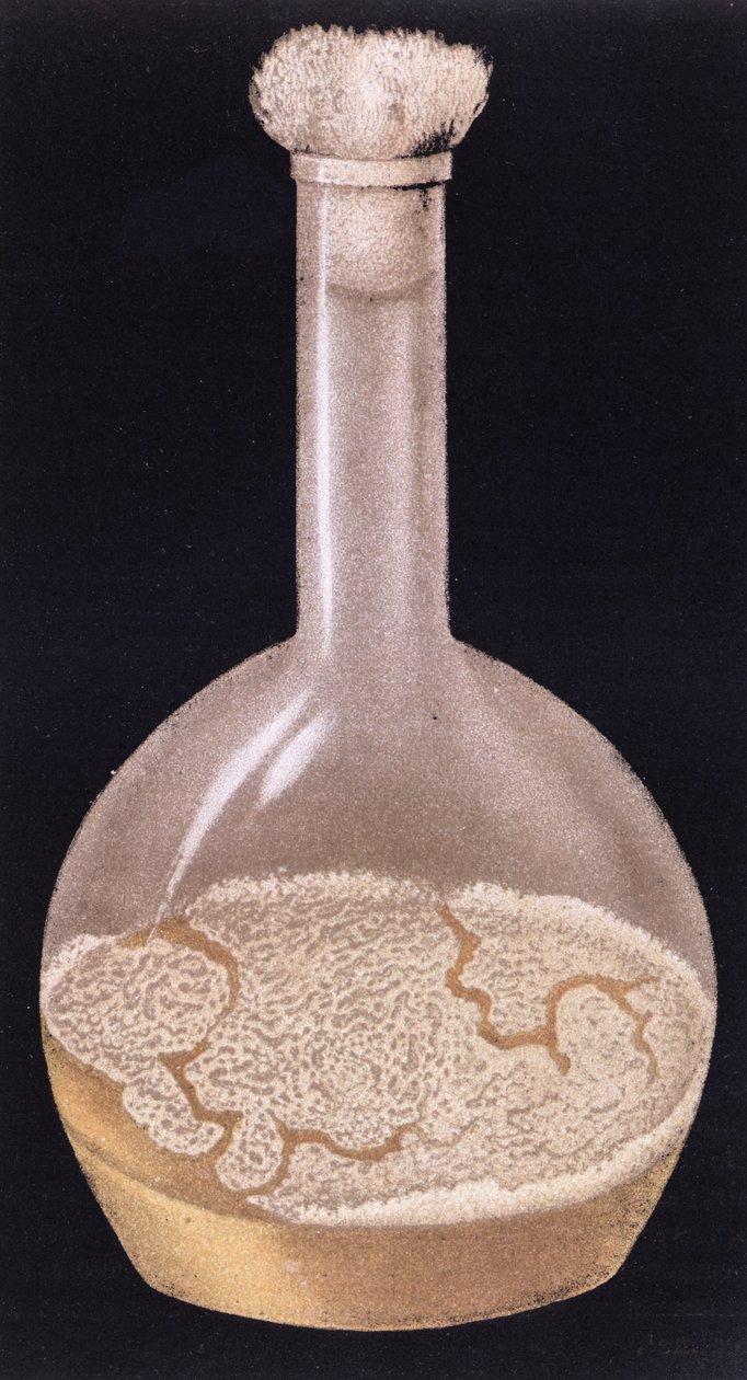 Kultur av mänsklig tuberkulos, från La Tuberculose et son Bacile av Isidore Strauss (1845-96) 1895 av French School