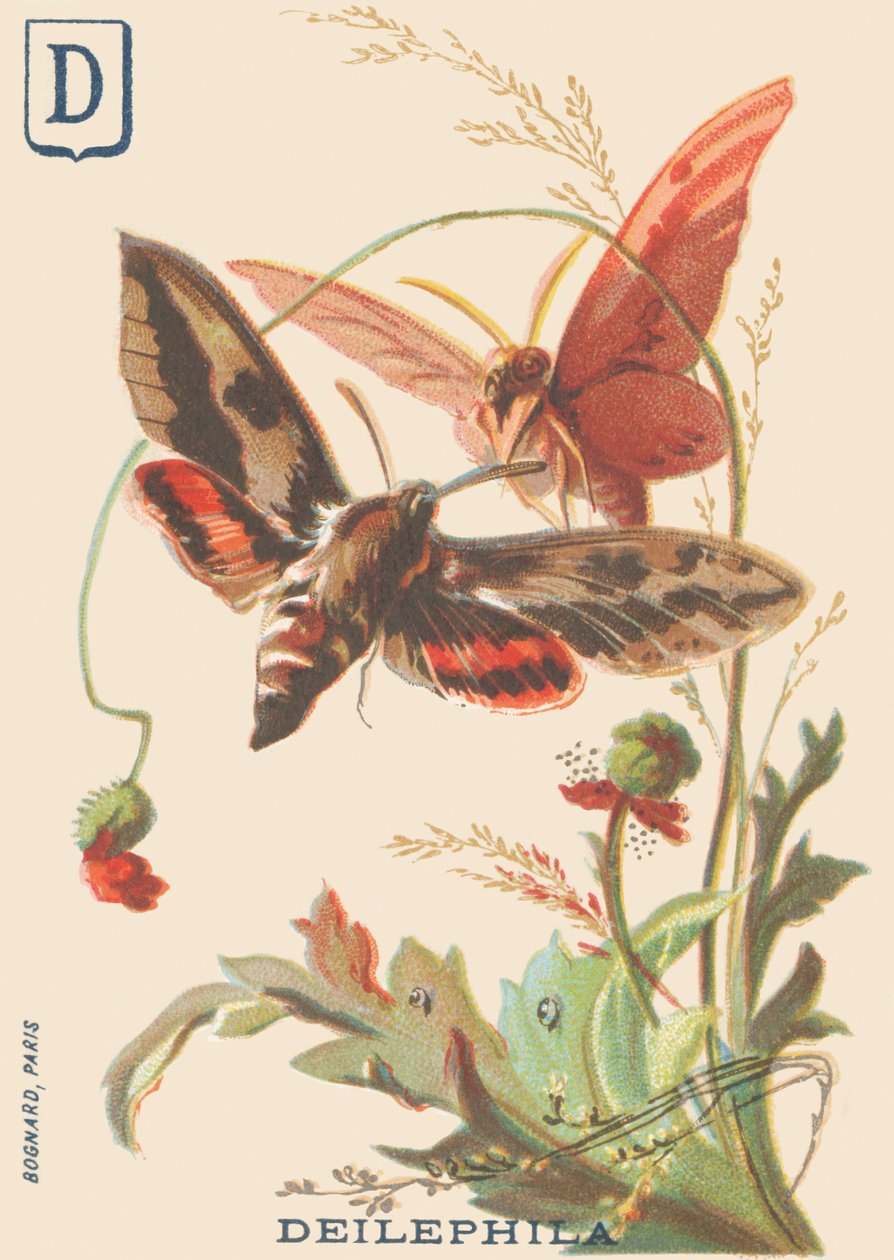 D: Deilephila (Deilephila elpenor eller vinstockens stora sfinx) av French School