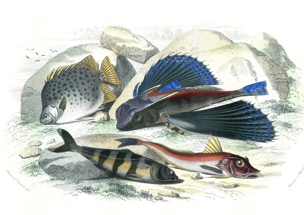 Dactyloptere pirapede (Dactylopterus pirapeda) flygfisk, Chetodon argus (scatophagus argus), centronote pilote (echeneis naucrate), Trigle Lyre (Genicanthus Melanospilos) - Plåt extraherad ur Histoire Naturelle av Bernard Germain de Lacepede (1856-1956) av French School