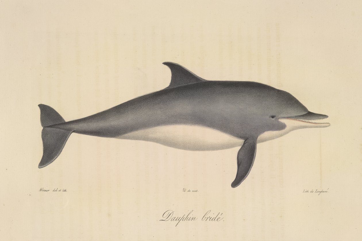 Bridled Dolphin, från Natural History of Mammals (färg litho) av French School