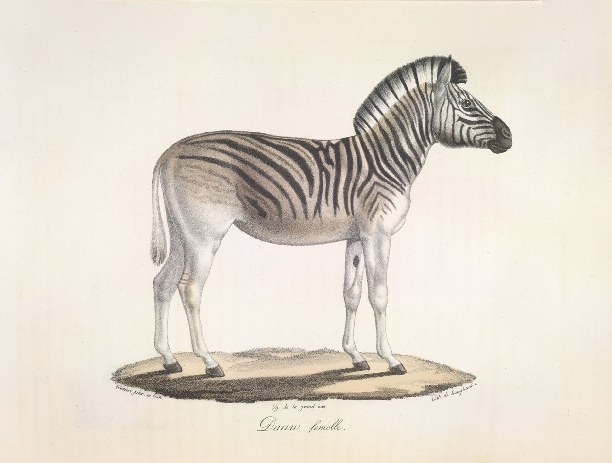 Dauw hona. Den randiga quaggan, eller Burchells zebra, från Sydafrika (Asinus Burchellii), från Natural History of Mammals (litofärg) av French School