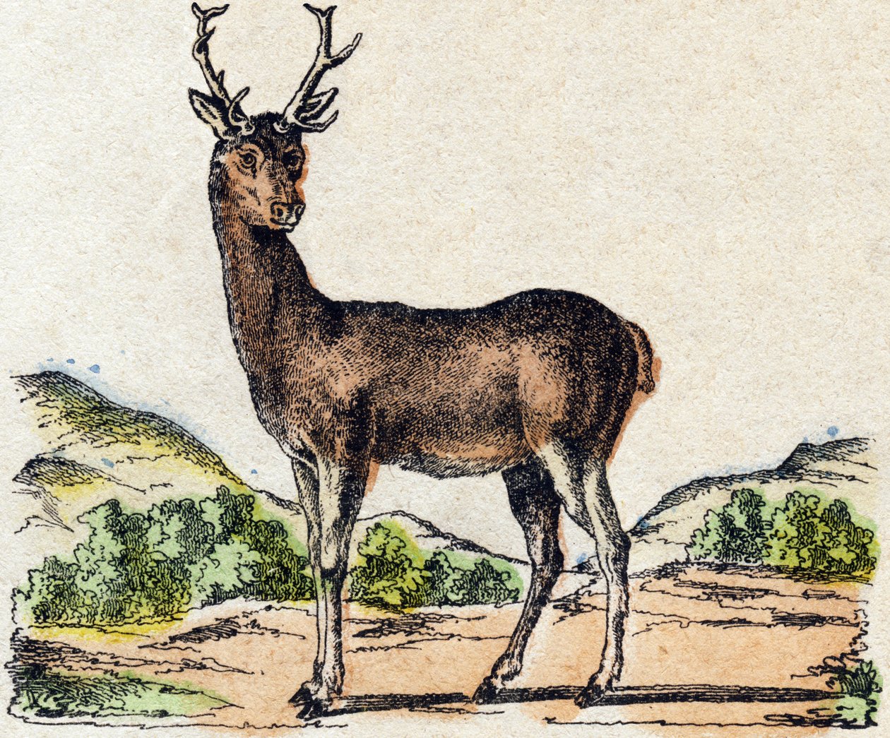 Rådjur. Gravyr i "" Alphabet des animaux sauvages"". 9:e serien. Bildspråk av Epinal, Pellerin, tryckare-förlag, cirka 1870. Gravyrer på trä, stencilerade. 16 sidor. Mått: 20 x 15 cm. Privat samling av French School