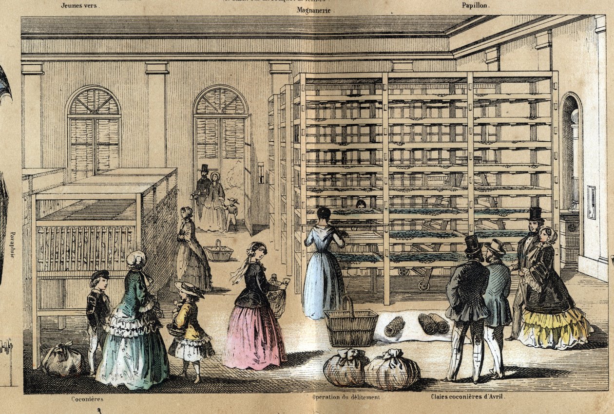 Beskrivning av kultur och silkesprodukter: i centrum magneriet med de olika stadierna av serikulturen. Tallrik "" la soie"" i "" les Recreations instructives"" Synoptisk målning av Jules DELBRUCK, gravyr från 1860. Privat samling. av French School