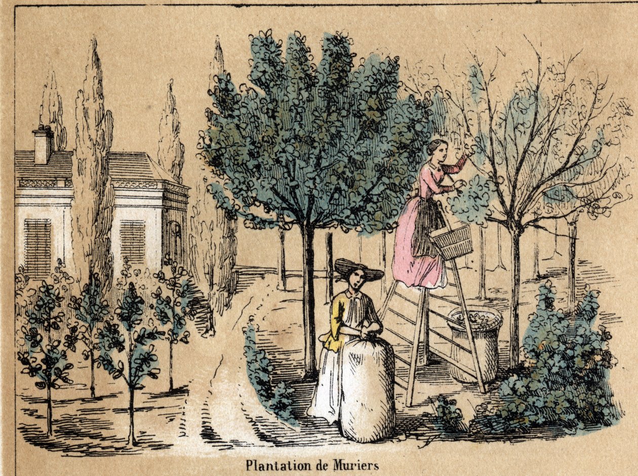 Beskrivning av grödan och sidenprodukterna: plantering av muriers. Tallrik "" la soie"" i "" les Recreations instructives"" Synoptisk målning av Jules DELBRUCK, gravyr från 1860. Privat samling. av French School