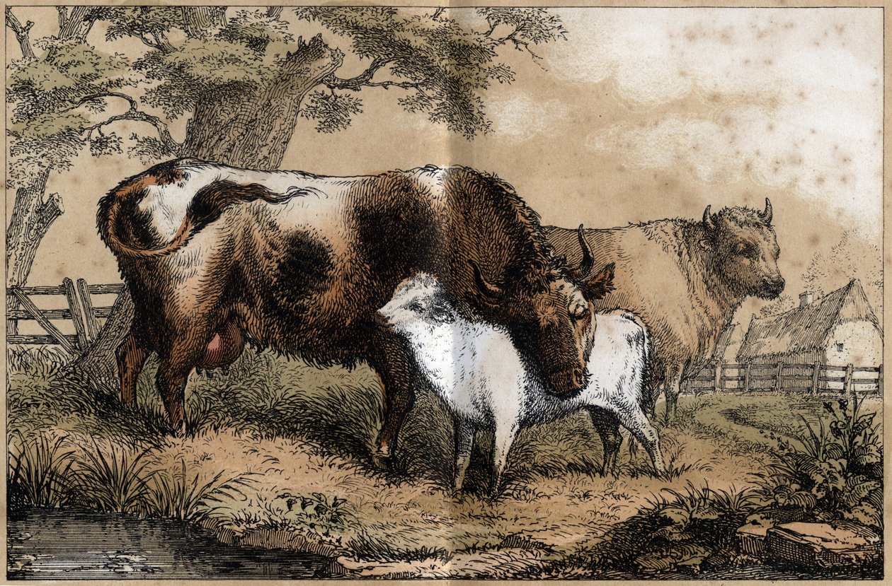 Beskrivning av kons olika produkter och användningsområden: ko, kalv i en pre. Tavla "" La coache et ses produits"" i "" les Recreations instructives"" Synoptisk målning av Jules DELBRUCK, gravyr från 1860. Privat samling. av French School