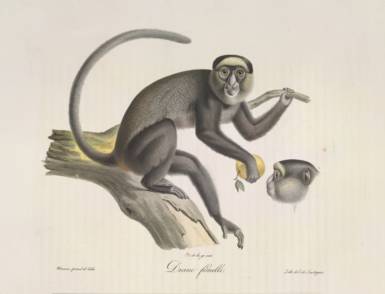 Diana, en kvinnlig apa, från Natural History of Mammals (färg litho) av French School