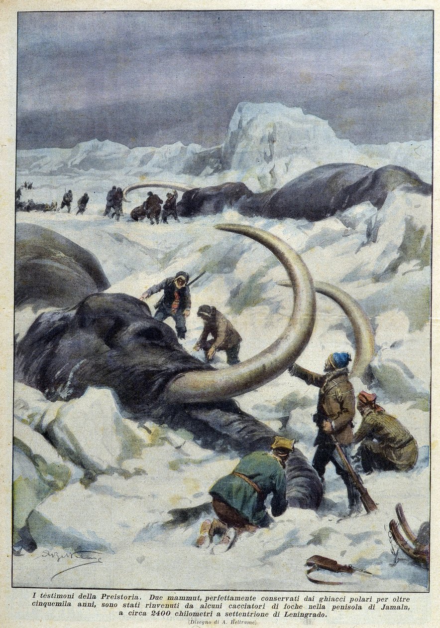 Upptäckt av förhistoriska mammutar fångade i polarisen, deb. 1900-talet av French School