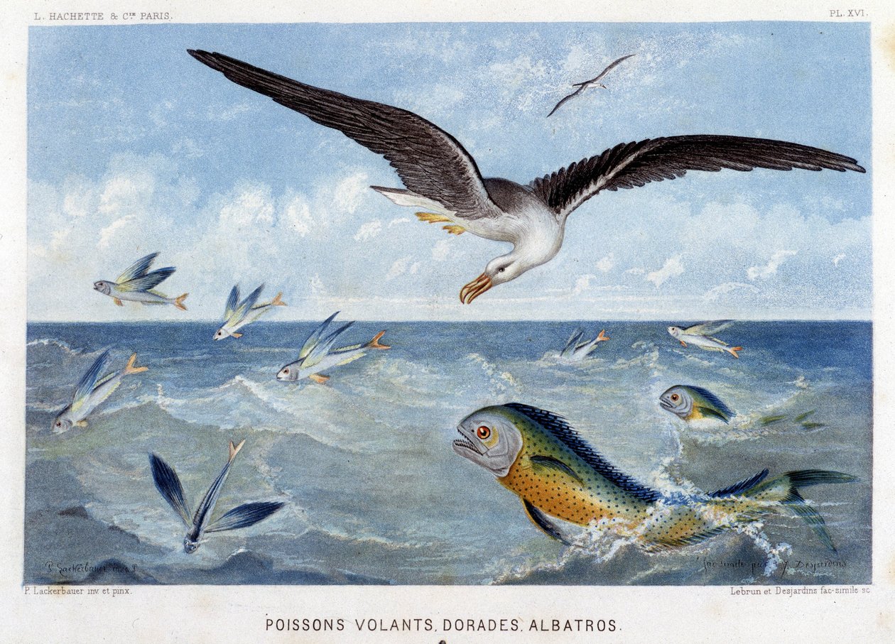 Dorades, Pisces volants, Albatros - i "Le Monde de la Mer" av Alfred Fredol. ed. Paris, Hachette. av French School