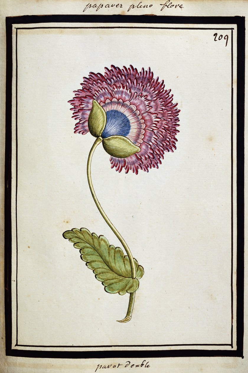 Dubbel vallmo, ca 1700 av French School