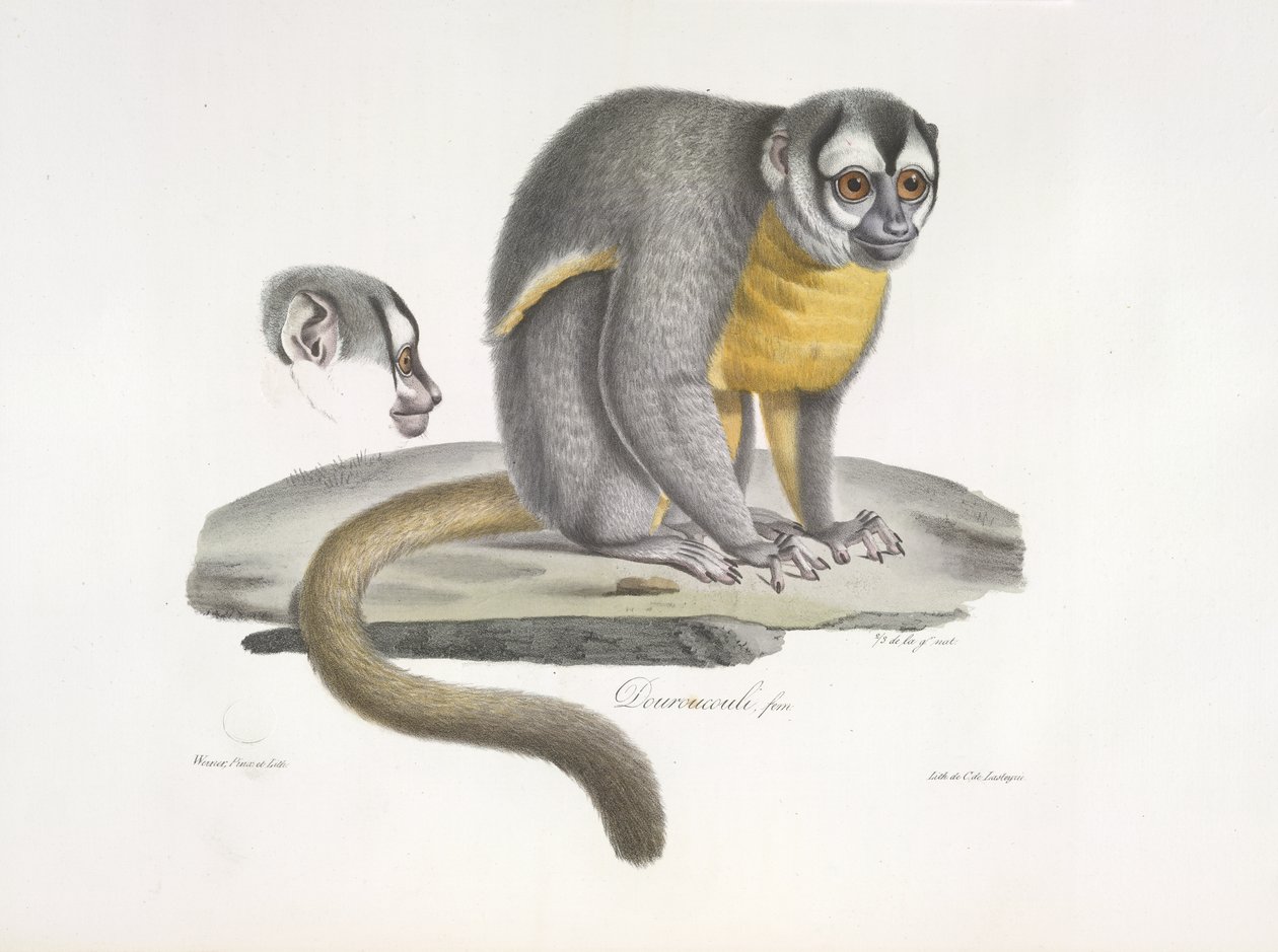 Douroucouli eller nattapa - Aotus trivirgatus, från Natural History of Mammals (färg litho) av French School