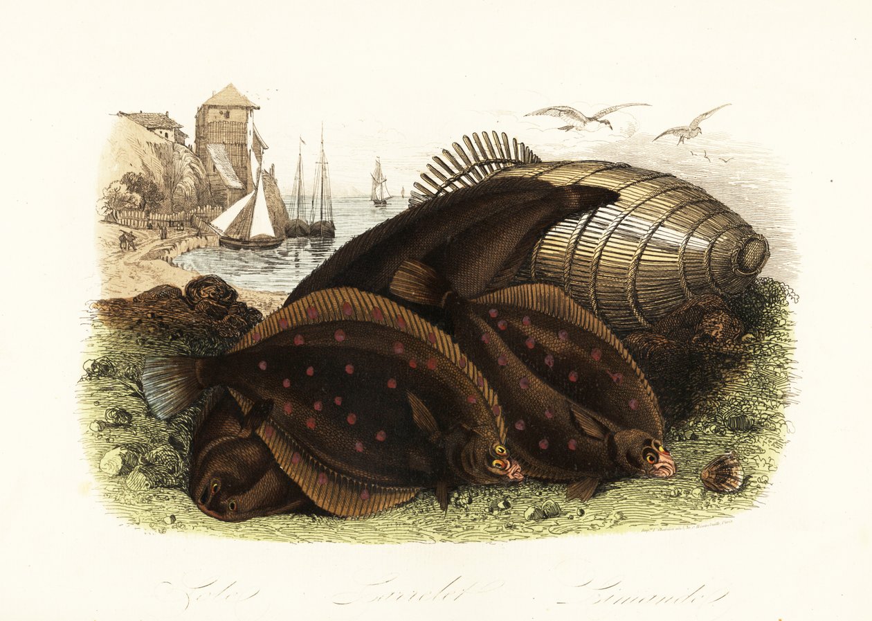 Dovertunga, Solea solea, europeisk rödspätta, Pleuronectes platessa, och vanlig dubb, Limanda limanda, på en strand med en fiskfälla, fiskebåtar i bakgrunden av French School