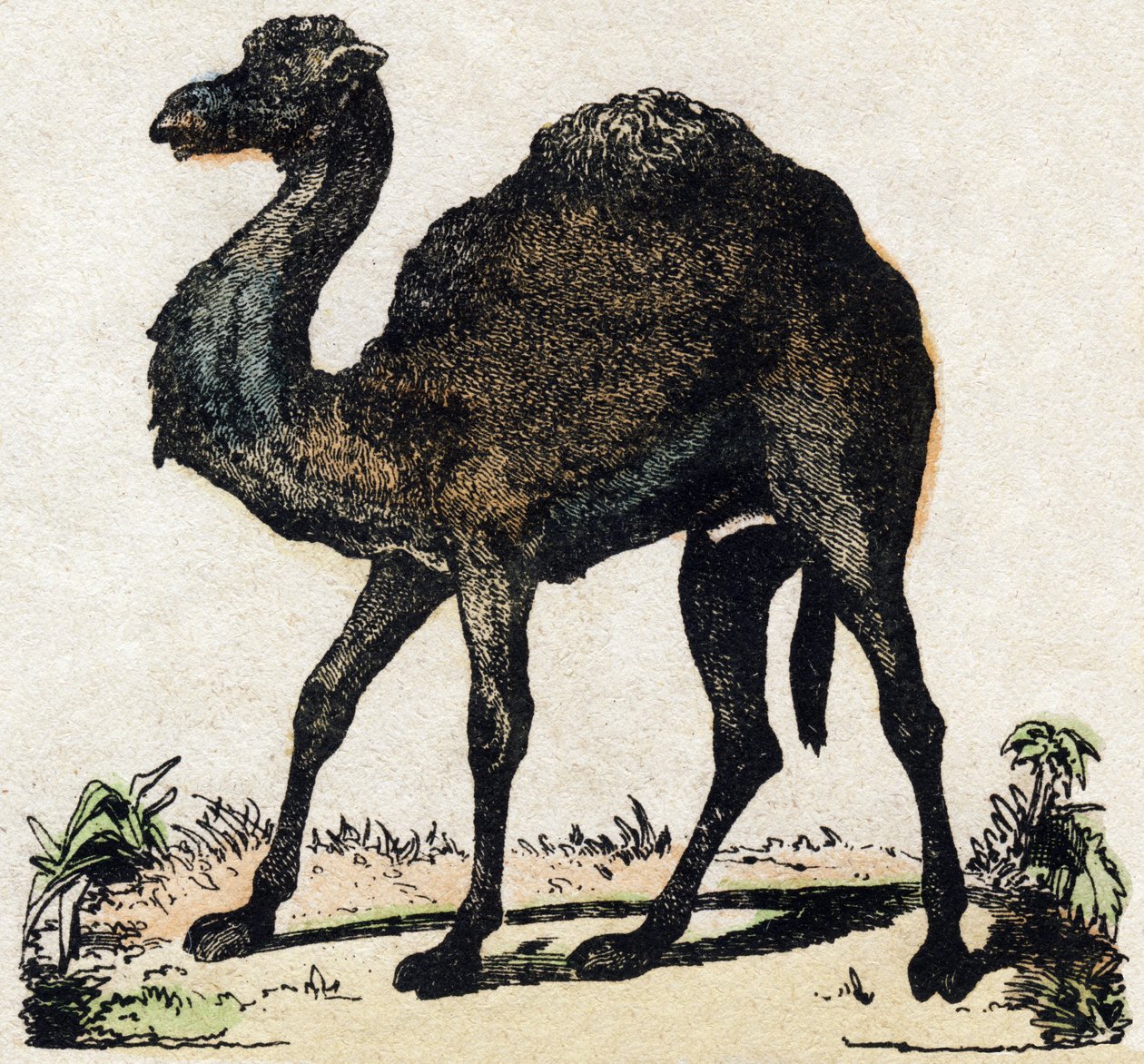 Dromedar. Gravyr i "" Alphabet des animaux sauvages"". 9:e serien. Bildspråk av Epinal, Pellerin, tryckare-förlag, ca 1870. Gravyrer på trä, stencilerade. 16 sidor. Mått: 20 x 15 cm. Privat samling av French School