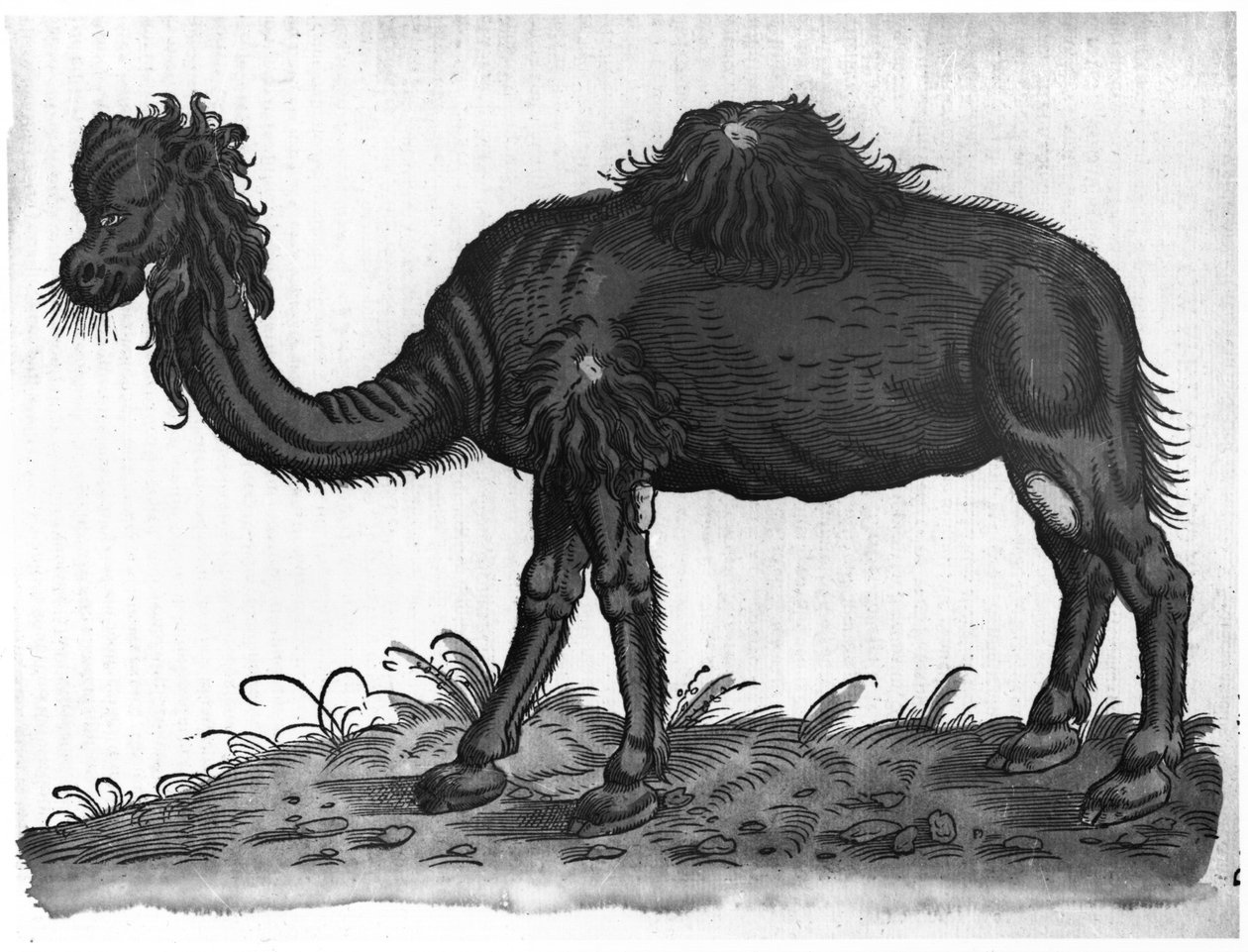 Dromedar, från "Historial Animalium" av Conrad Gesner (1516-65) 1551 av French School