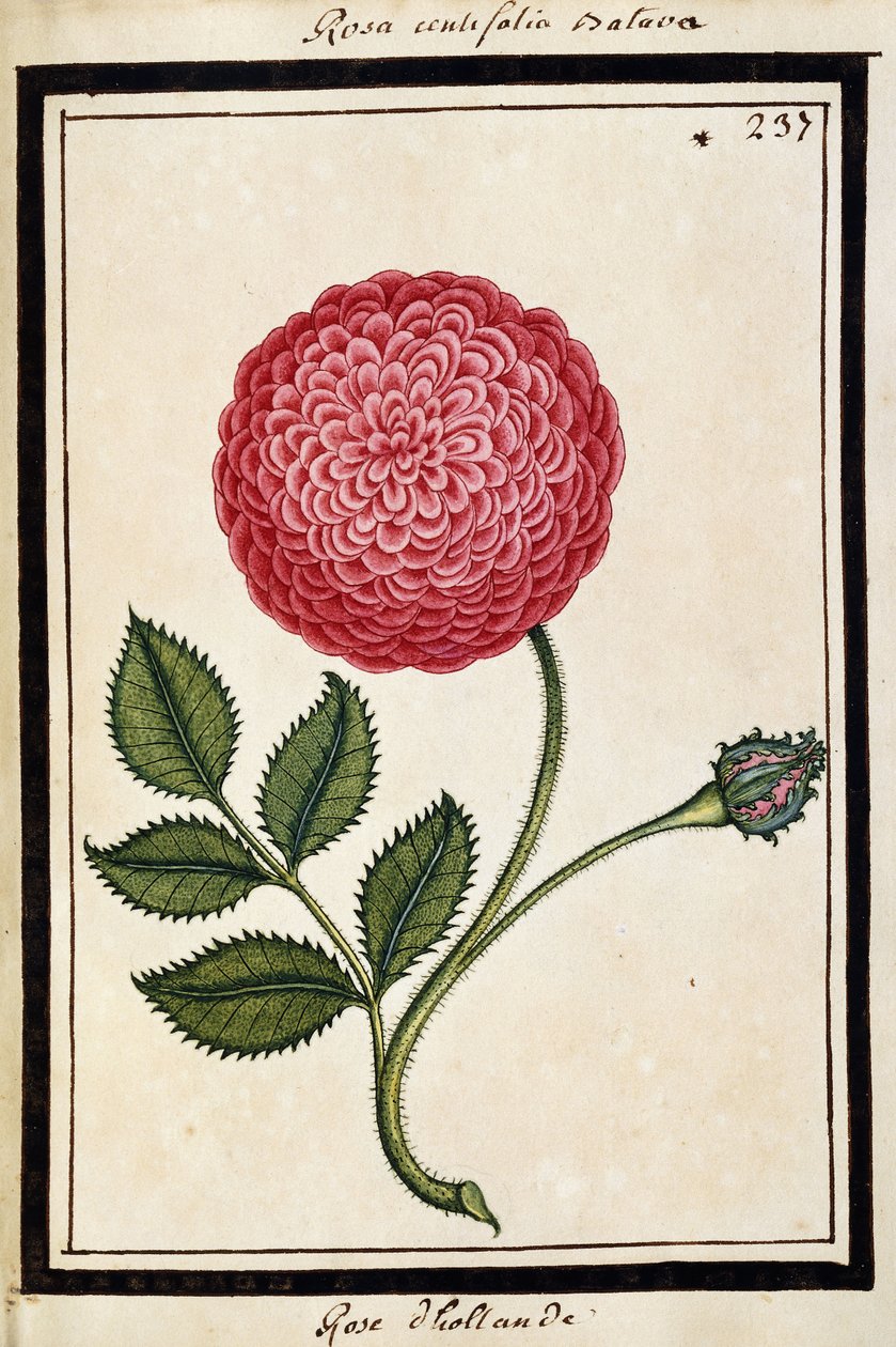 Dutch Rose, ca 1700 (akvarellteckning, inramad i svart) av French School