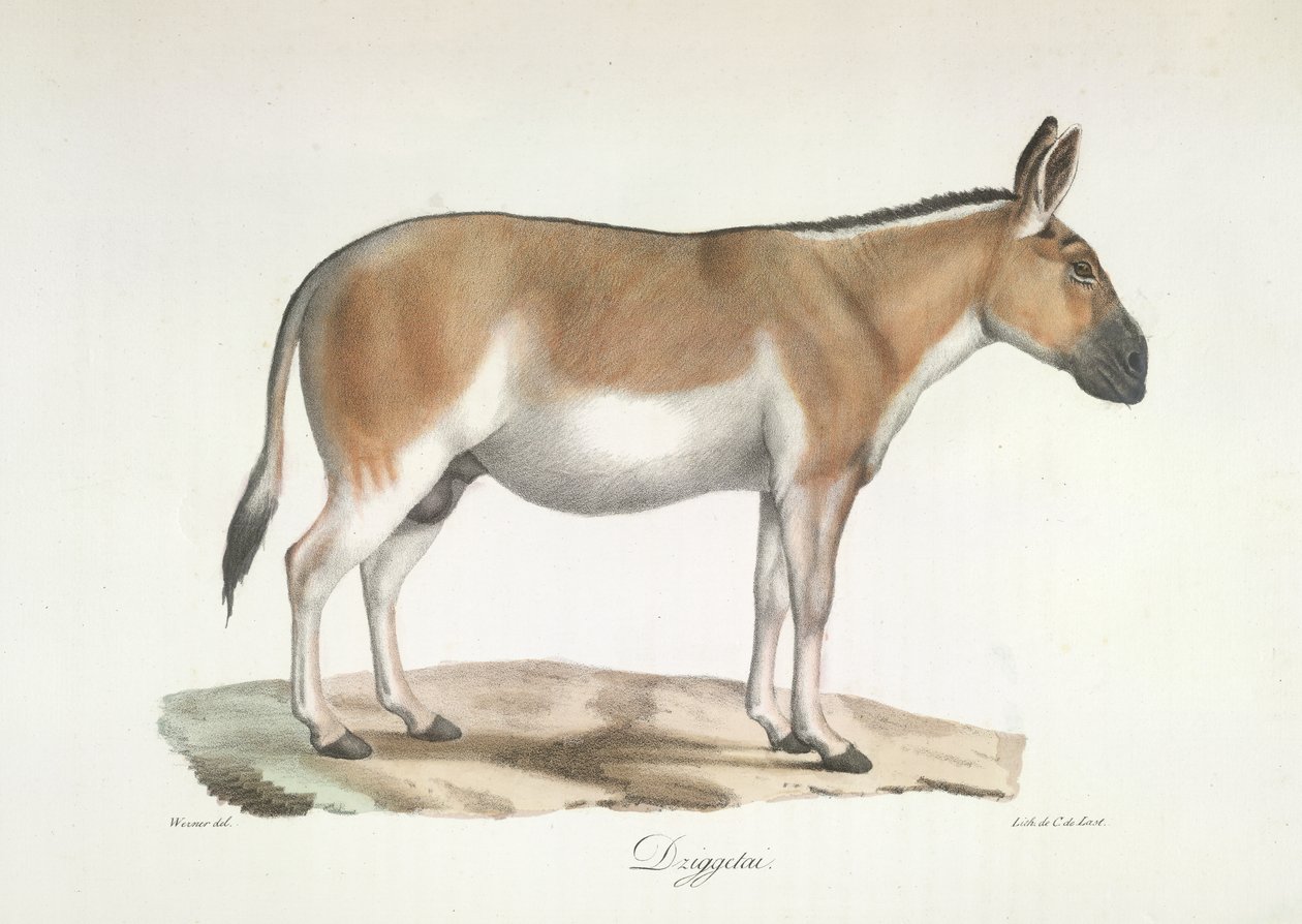 Dziggetai, från Natural History of Mammals (färg litho) av French School