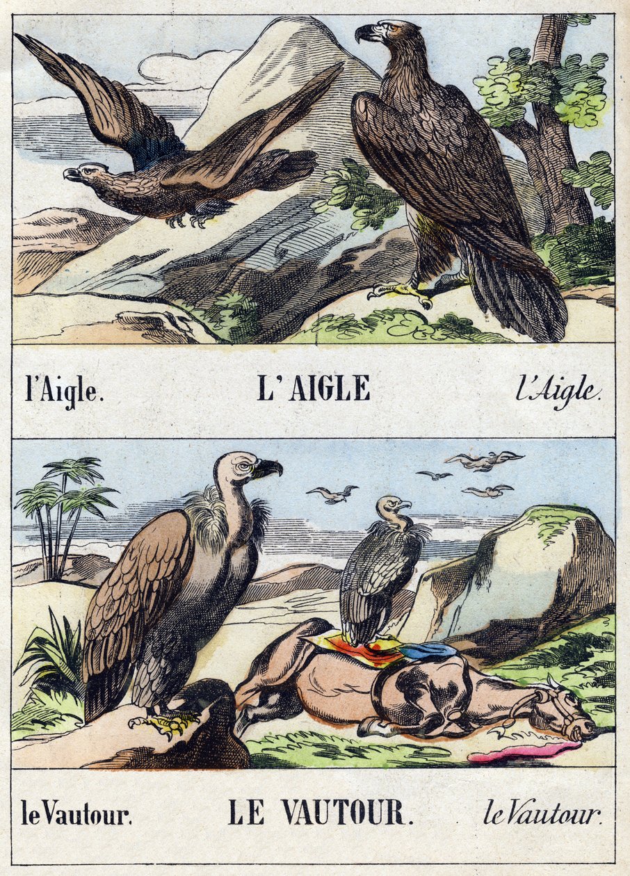 Örn och gam. Gravyr i "Buffon Alphabet des Oiseaux n 1". 3:e Serie N 1. Avbildning av Epinal, Epinal, sent 1800-tal. 16 sidor. Mått: 28x21cm av French School