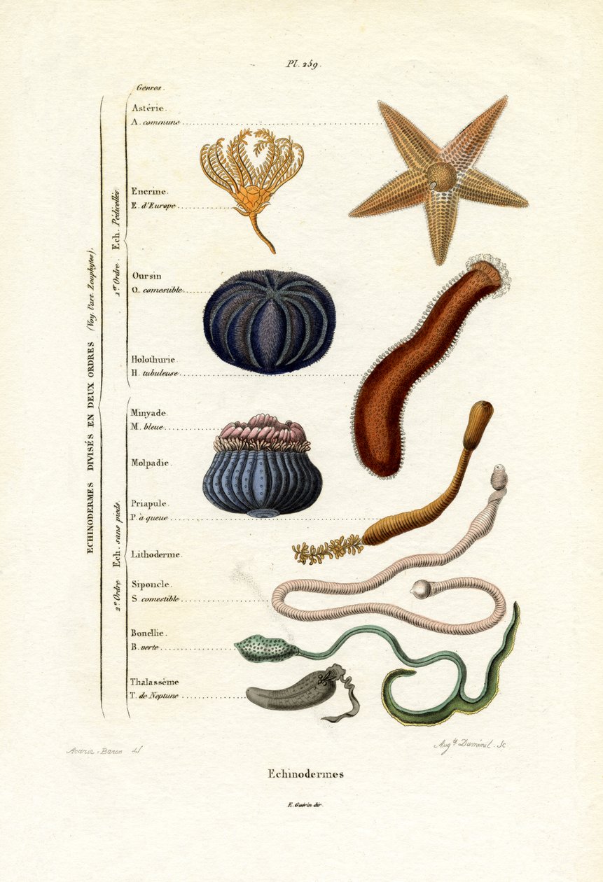 Tagghudingar, 1833-39 av French School