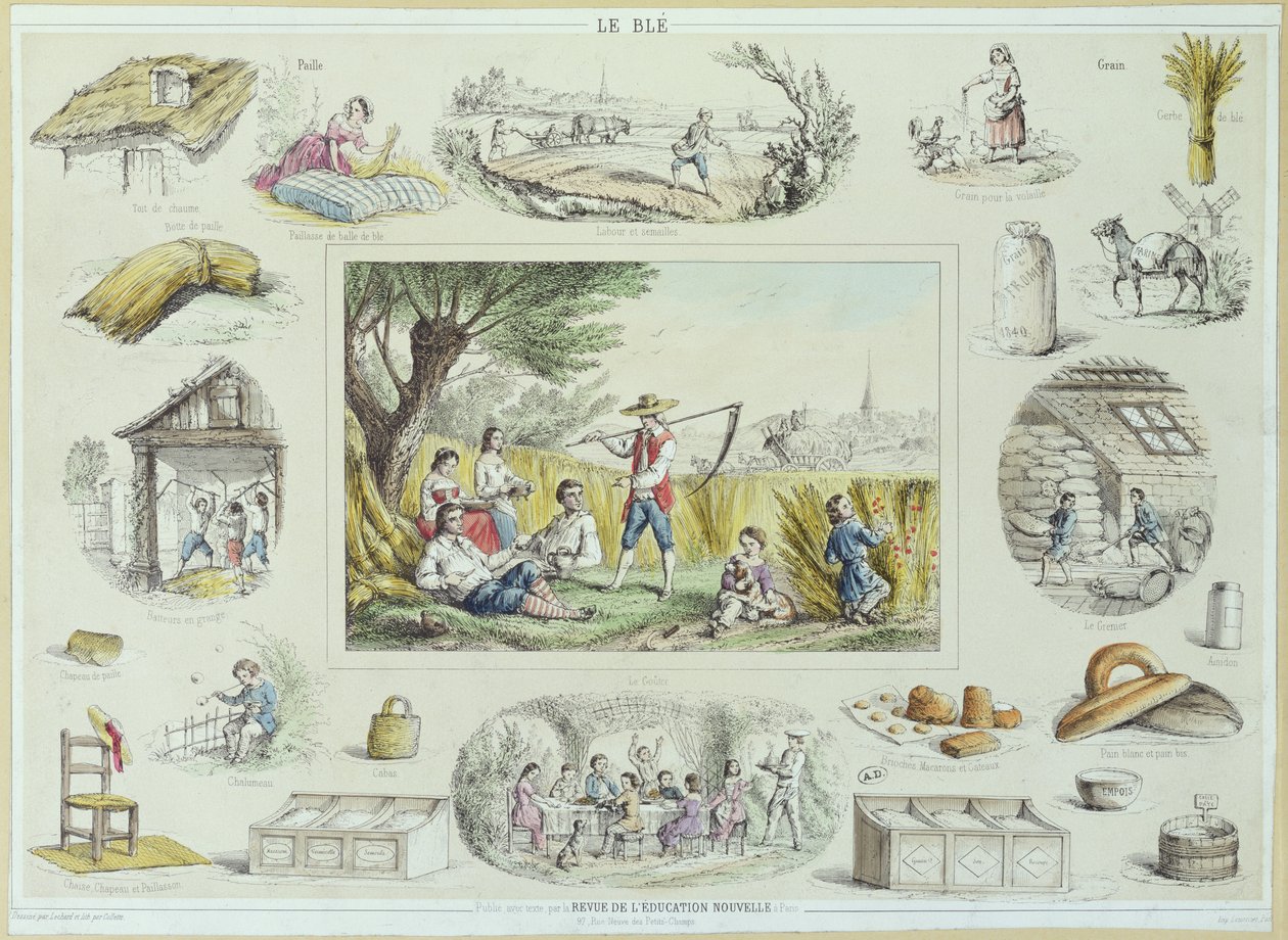 Pedagogisk illustration av majs, ca 1860-70 (färggravyr) av French School