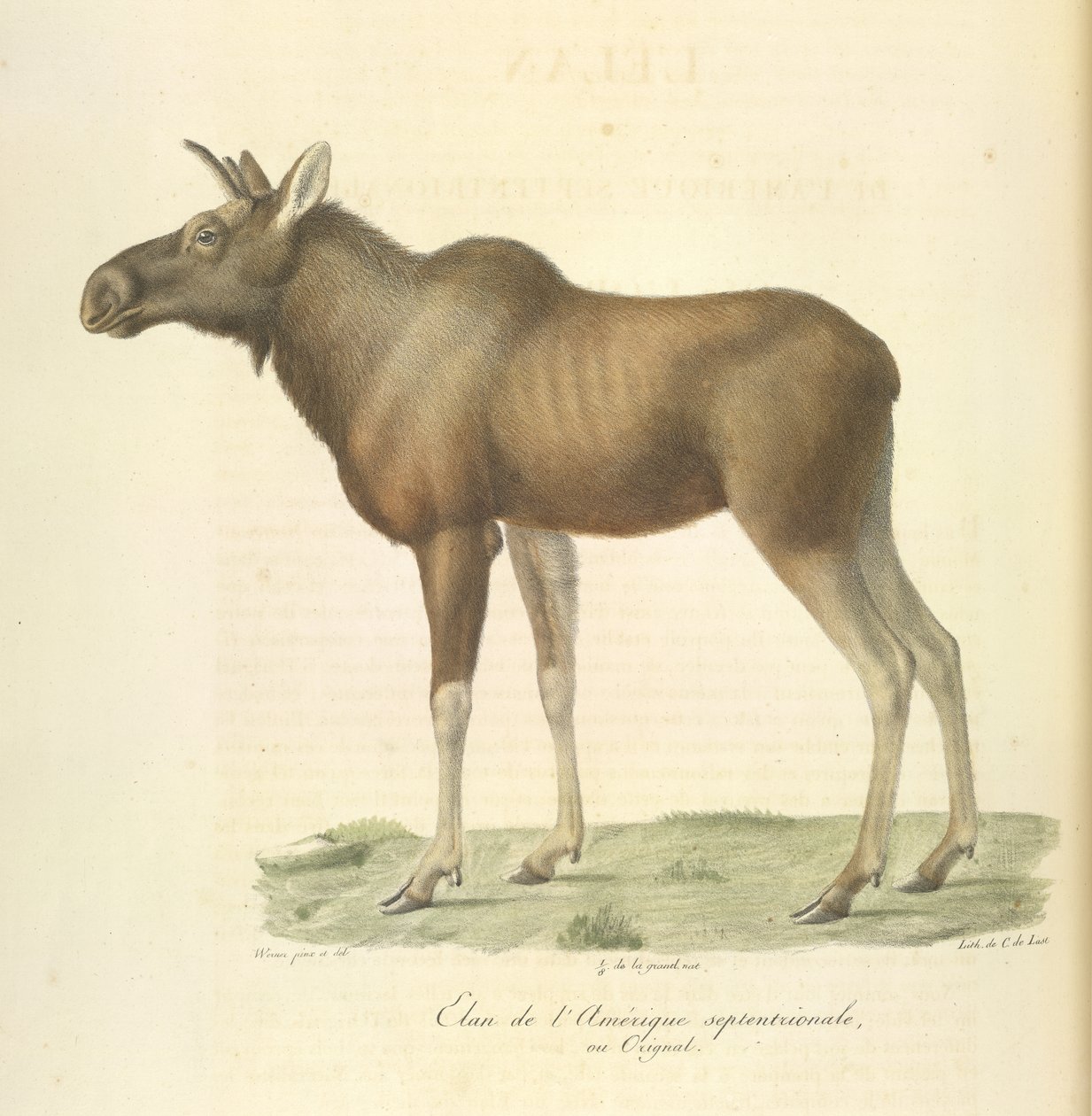 Älg från Nordamerika, från Natural History of Mammals (färg litho) av French School