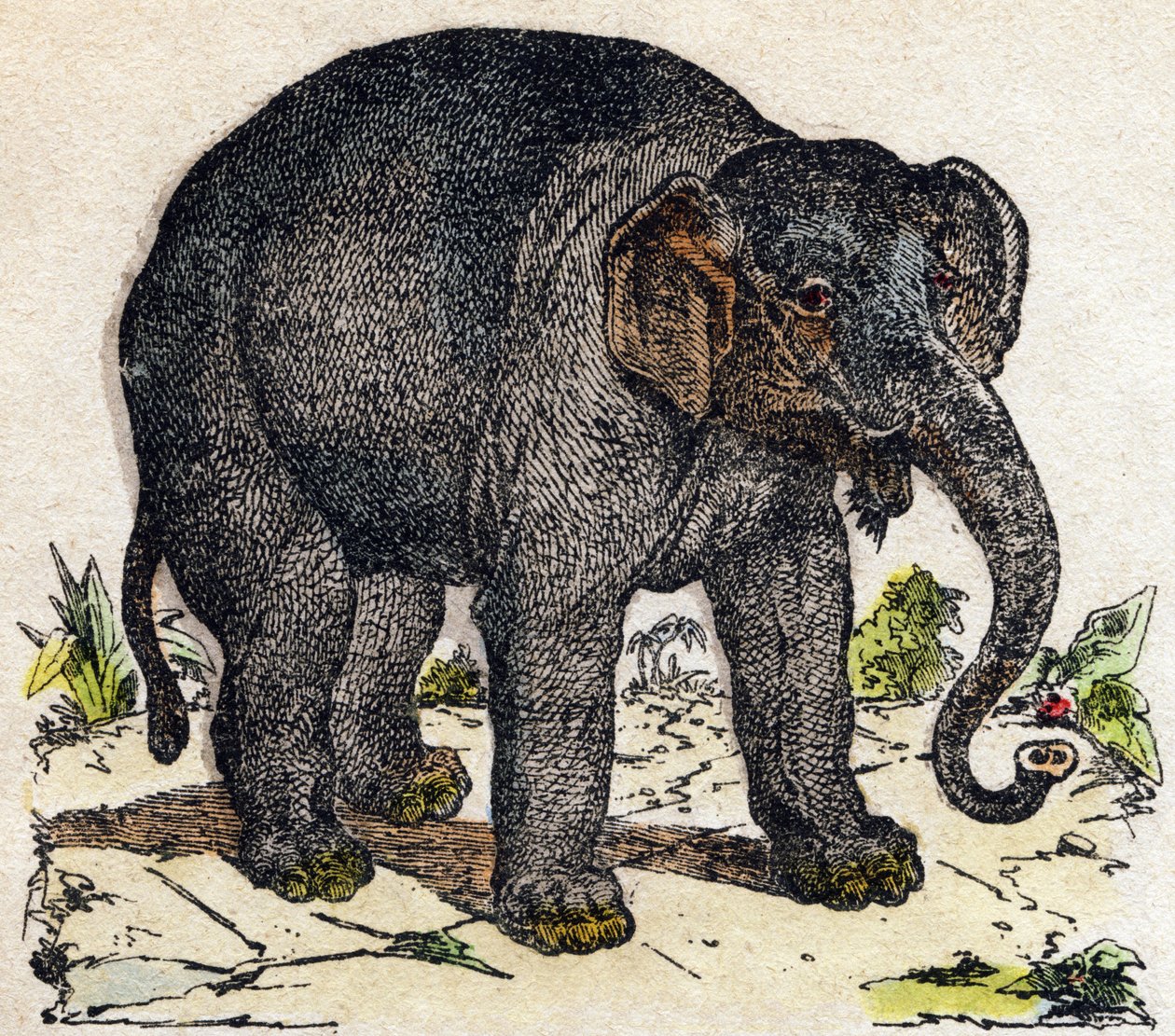 Elefant. Gravyr i "" Alphabet des animaux sauvages"". 9:e serien. Bildspråk av Epinal, Pellerin, tryckare-förlag, cirka 1870. Gravyrer på trä, stencilerade. 16 sidor. Mått: 20 x 15 cm. Privat samling av French School