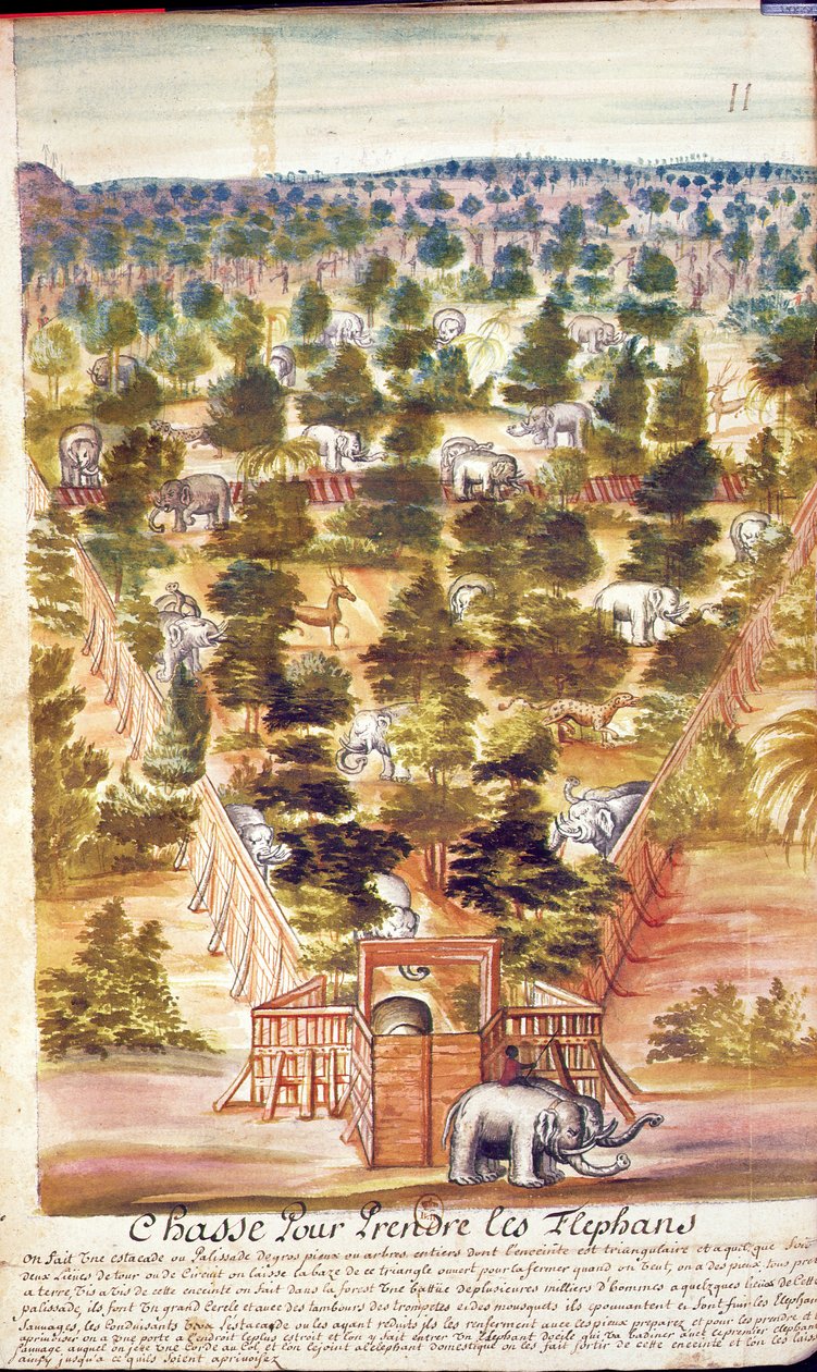 Elefantjakt i Siam, från en redogörelse för jesuiterna i Siam, 1688 (wc på papper) av French School