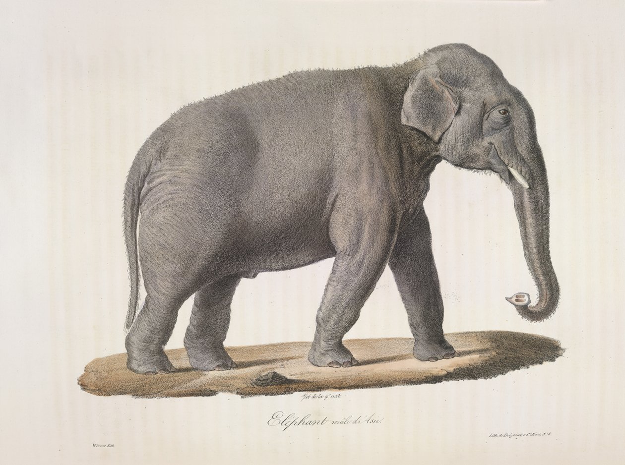 Asiatisk elefant, från Natural History of Mammals (färg litho) av French School