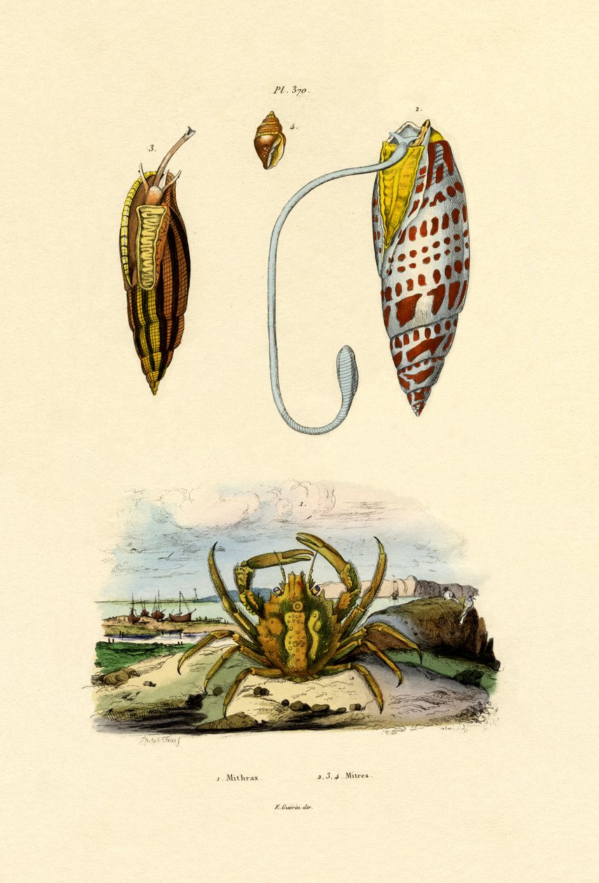 Smaragdkrabba, 1833-39 av French School