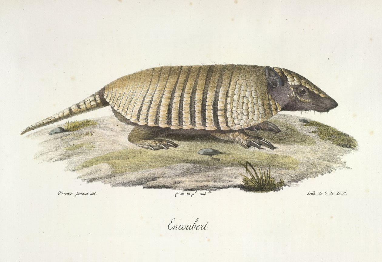 Encoubert, bältdjur, från Natural History of Mammals (färg litho) av French School