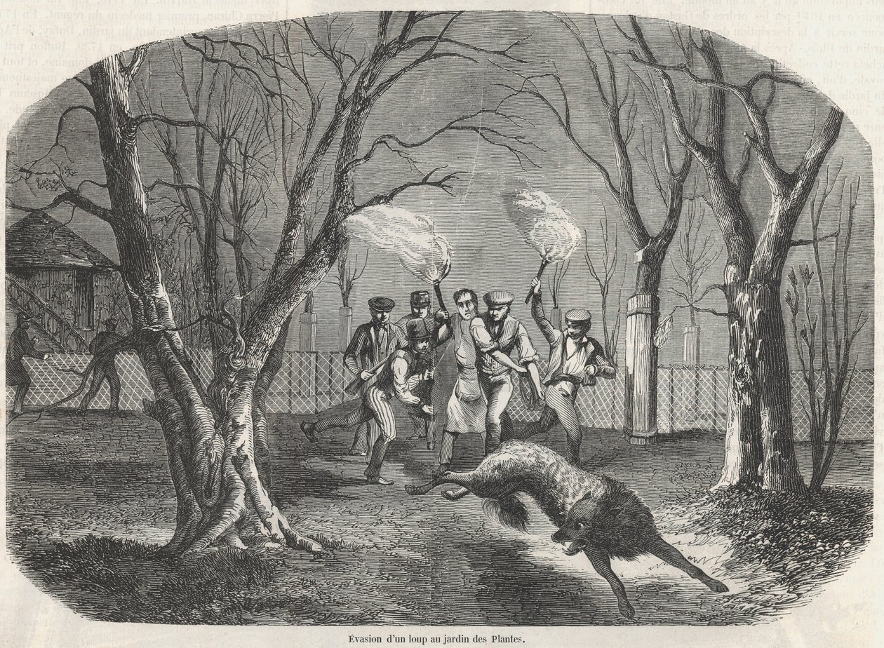 Undvikande av en varg vid Jardin des Plantes i Paris - Gravyr i "Tableau-de-Paris" av Edmond Texier 1852 av French School