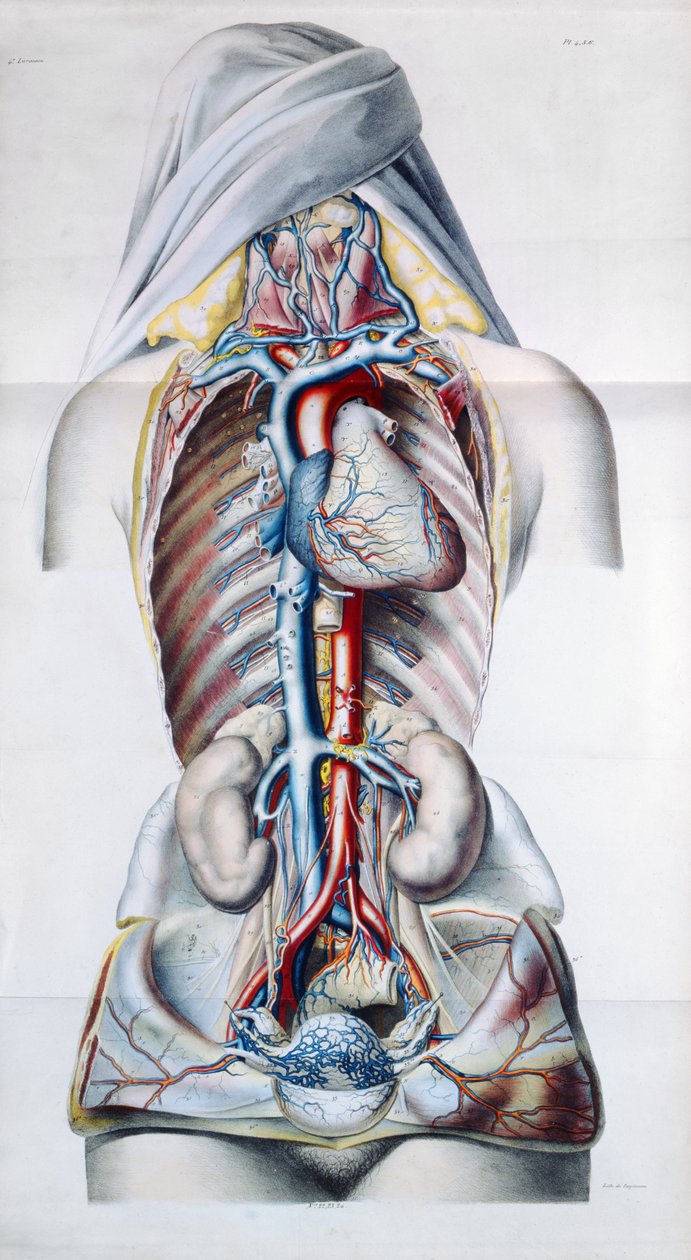 Exanthemata, från Theoretical and Practical Treatment of Skin Diseases av Pierre Francois Olive Rayer (1793-1867) 1835 av French School