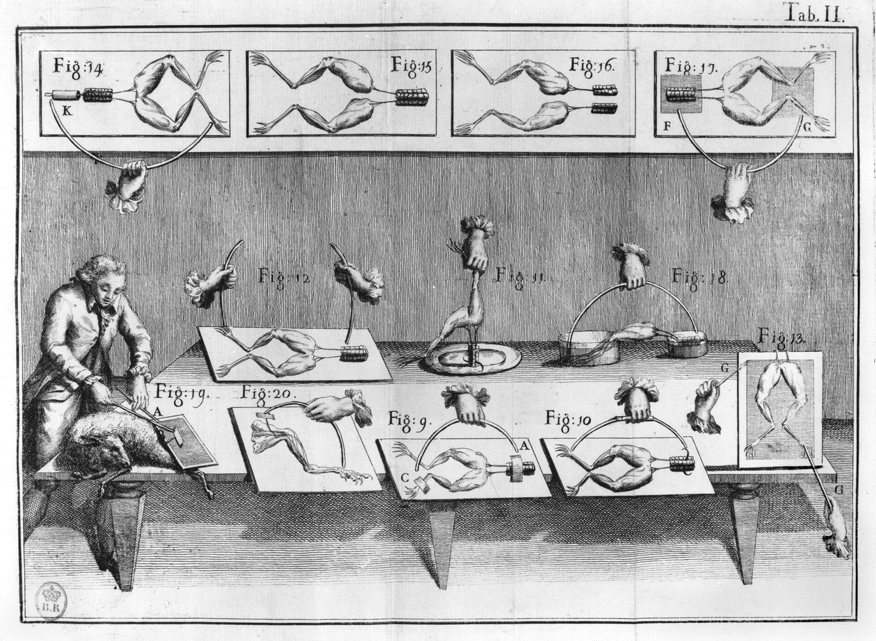 Experiment på grodor, illustration från muscumari av French School