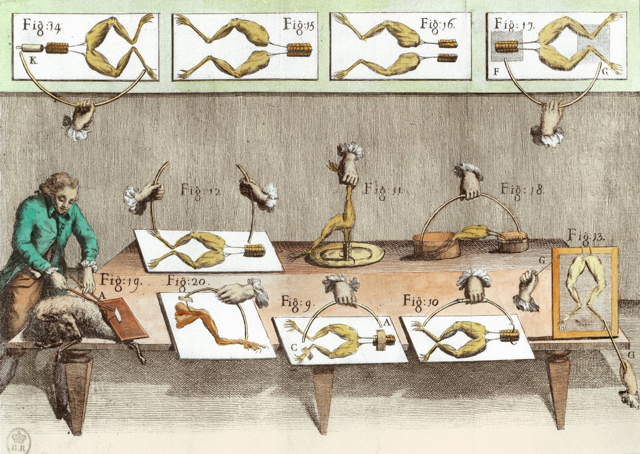 Experiment på grodor, illustration från The forces of electricity in muscumari motion (senare färgning) av French School